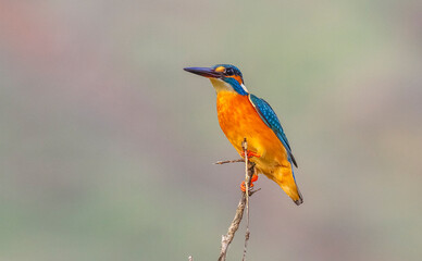 Common Kingfisher (Alcedo atthis) is a species commonly seen in wetlands in Europe, Africa and Asia