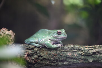 Der Frosch