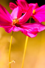 Obraz premium DLPCosmo_7