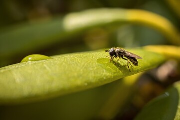 Fototapeta premium a fly and a drop of water on a green leaf