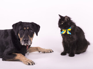 Big black dog and big fluffy black cat.
Huge black fluffy cat with the flag of Ukraine.
Black cat and Rottweiler in a photo studio.
A very fluffy beautiful black cat with a tie 