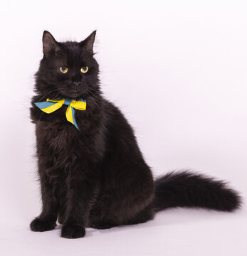 Big fluffy black cat.
Huge black fluffy cat with the flag of Ukraine.
Black cat in a photo studio.
Very fluffy beautiful black cat with a tie in the color of the flag of Ukraine.