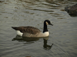 Gans