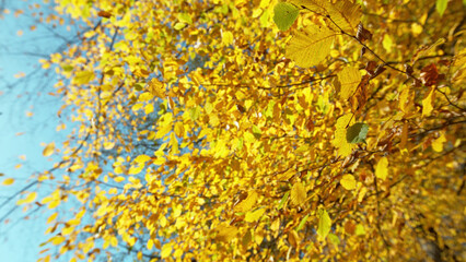 Autumn leaves falling from beech tree.