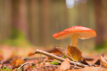 Fly mushroom in autumn forest.
