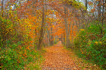 Luscious autumn foliage line the nature trails in Institute Woods at Princeton, New Jersey -03