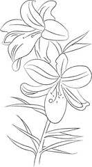 Line Art Madonna Lily Flower
