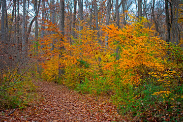 Luscious autumn foliage line the nature trails in Institute Woods at Princeton, New Jersey -05