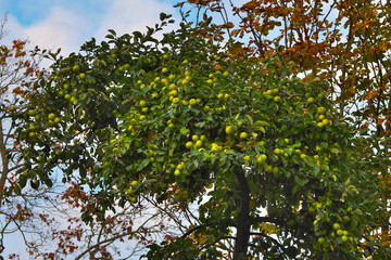 Fototapeta premium late apples. Apple tree in autumn. Selective focus.