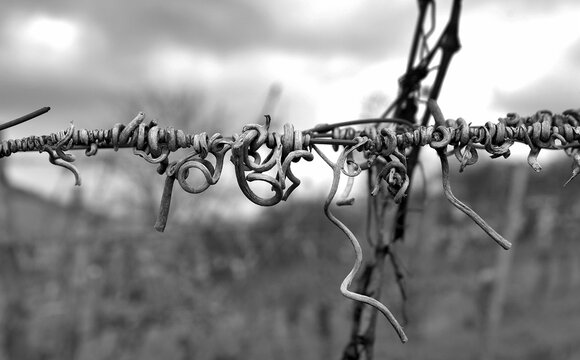 Verzwirbelter Stacheldrahtzaun auf einem Weinberg
