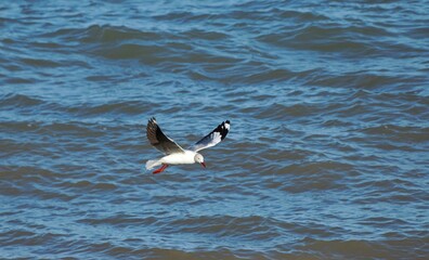 gaviotas buscando restos de pesca en la ria de Bahia Blanca