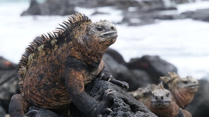 island sea iguana