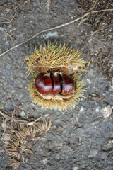 three chestnuts together on the ground
