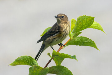 Yellow-rumped warbler perched on a tree branch