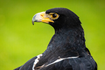 Verreaux's eagle head