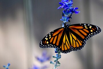 Female monarch butterfly on blue salvia