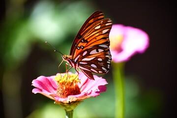 Gulf fritillary butterfly on pink flower