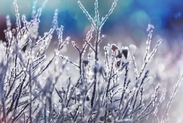 Zelfklevend Fotobehang Frozen meadow © Galyna Andrushko