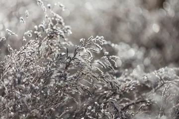 Zelfklevend Fotobehang Frozen meadow © Galyna Andrushko