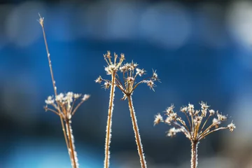Fototapeten Frozen meadow © Galyna Andrushko