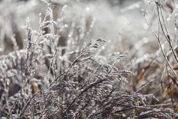 Frozen meadow