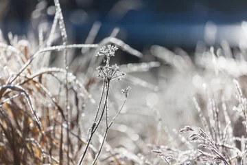 Gordijnen Frozen meadow © Galyna Andrushko