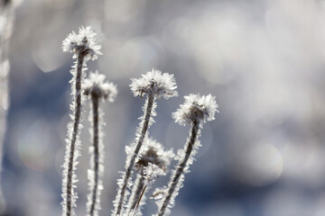 Frozen meadow