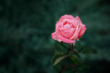 Close up of a beautiful pink rose against blurred green background. - Powered by Adobe