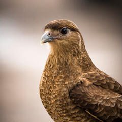 red tailed hawk buteo