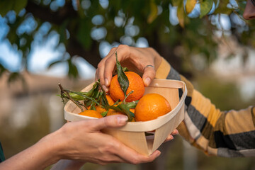 Ripe orange tangerine or mandarin in pile in wooden basket. Eco garden with citrus trees.