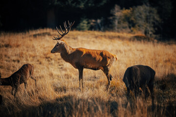 Wild red deer at sunset, beautiful landscape wildlife sunset