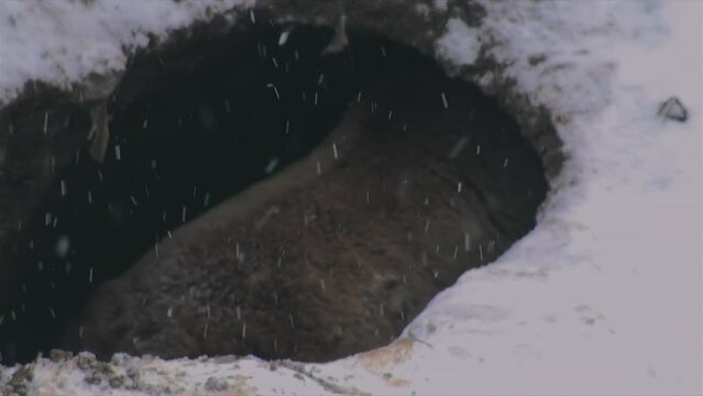 Close-up shot of the female bear's desperate effort to finish the den when winter has already arrived