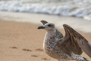 seagull on the sand