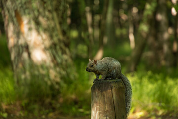 Squirrel sitting on tree stump