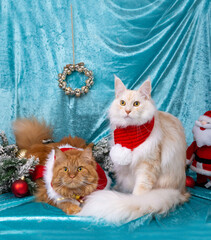 Katzen Maine Coon Weihnachten