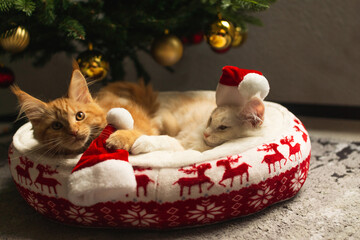 Katzen Maine Coon Weihnachten © Markus