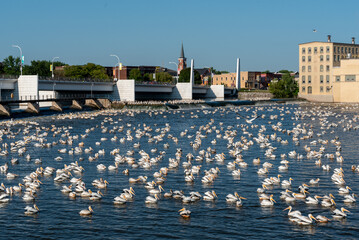 Fototapeta na wymiar Hundreds of American White Pelicans Feed At The De Pere, Wisconsin, Dam On Fox River In Mid August