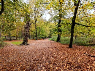 Beautiful trees in the forest in Heemstede, the Netherlands, with golden brown on the ground and green yellow leaves on the branches of the trees