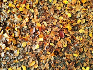 Beautiful autumn season background of real gold brown colored leaves, acorns and nuts that are lying on the ground in the forest. There are no people or trademarks in the shot.