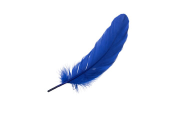 blue feather with some loose hairs - obrazy, fototapety, plakaty