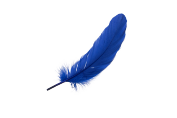 blue feather with some loose hairs
