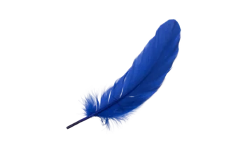Meubelstickers blue feather with some loose hairs © Vernica