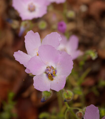 Obraz premium Primer plano de flor llamada malvilla típica de Chile, Región de coquimbo