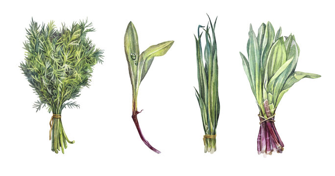 Set watercolor bunch of dill and green leek and wild garlic isolated on white background. Hand-drawn greenery for cooking vegetarian salad. Vitamin vegetable food. Clipart for kitchen cookbook