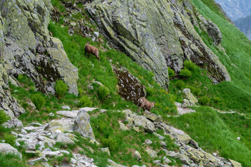 Chamois on a path in the Tatra mountains