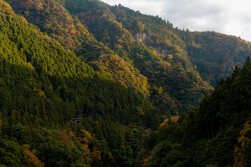 Majestic mountain forest in the beautiful autumn landscape.  woods in the fall. A moment of Sunrise. golden autumn Japan forests Okutama valley  