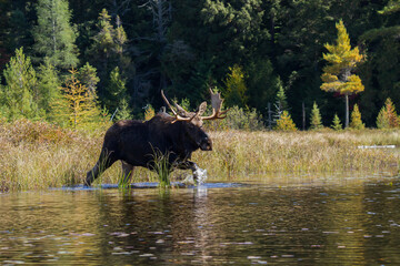 A bull moose wading across a shallow creek 