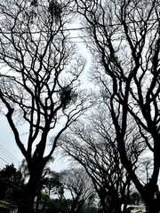 silhouette of trees in a street full of trees