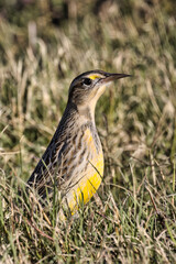 Western Meadowlark 