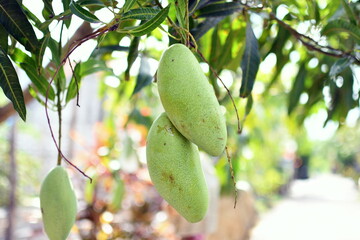 close up mango on a tree